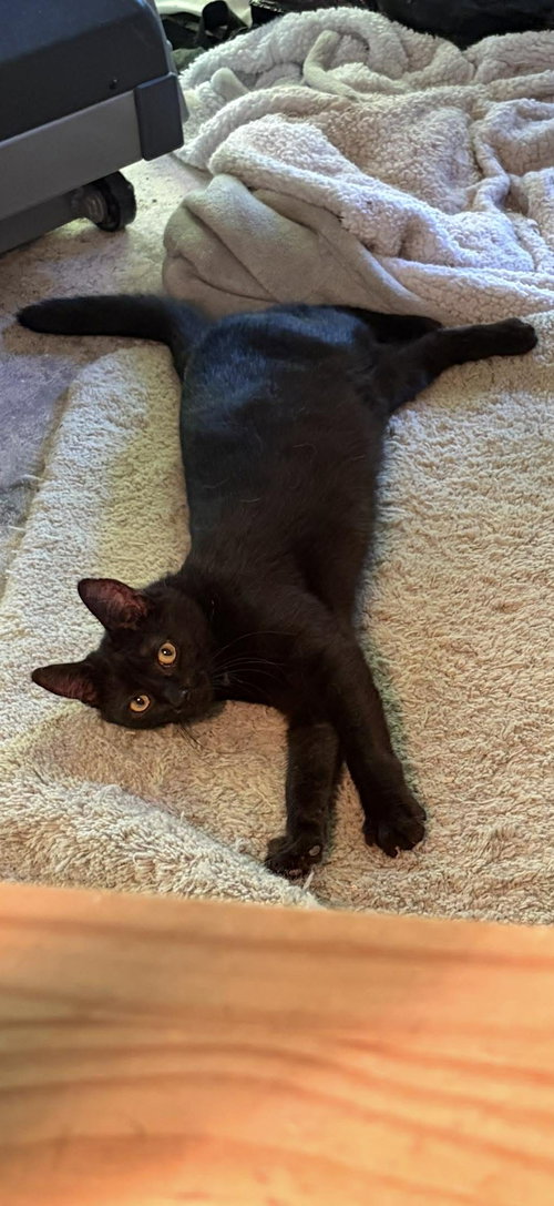 Jinx, Domestic Short Hair, cat for adoption in Rock Hill, South Carolina
