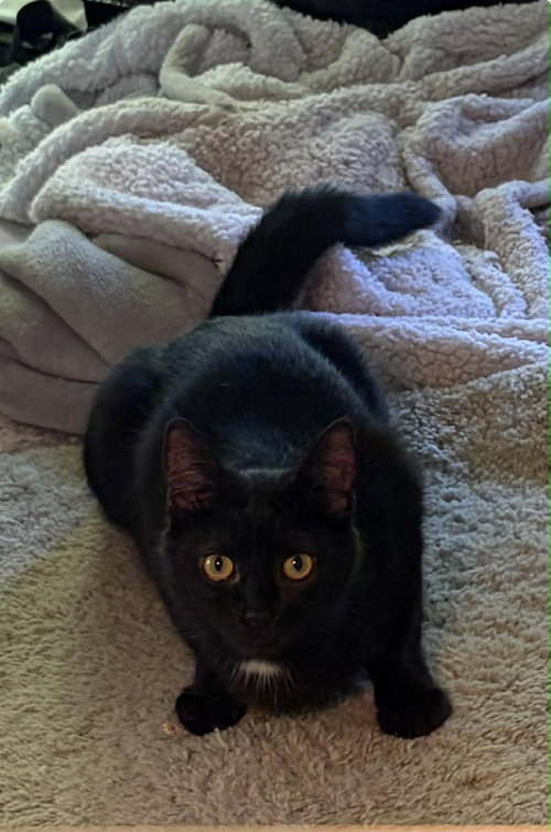 Photo 2 of Jinx