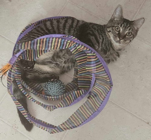 CD - Domestic Short Hair available for adoption