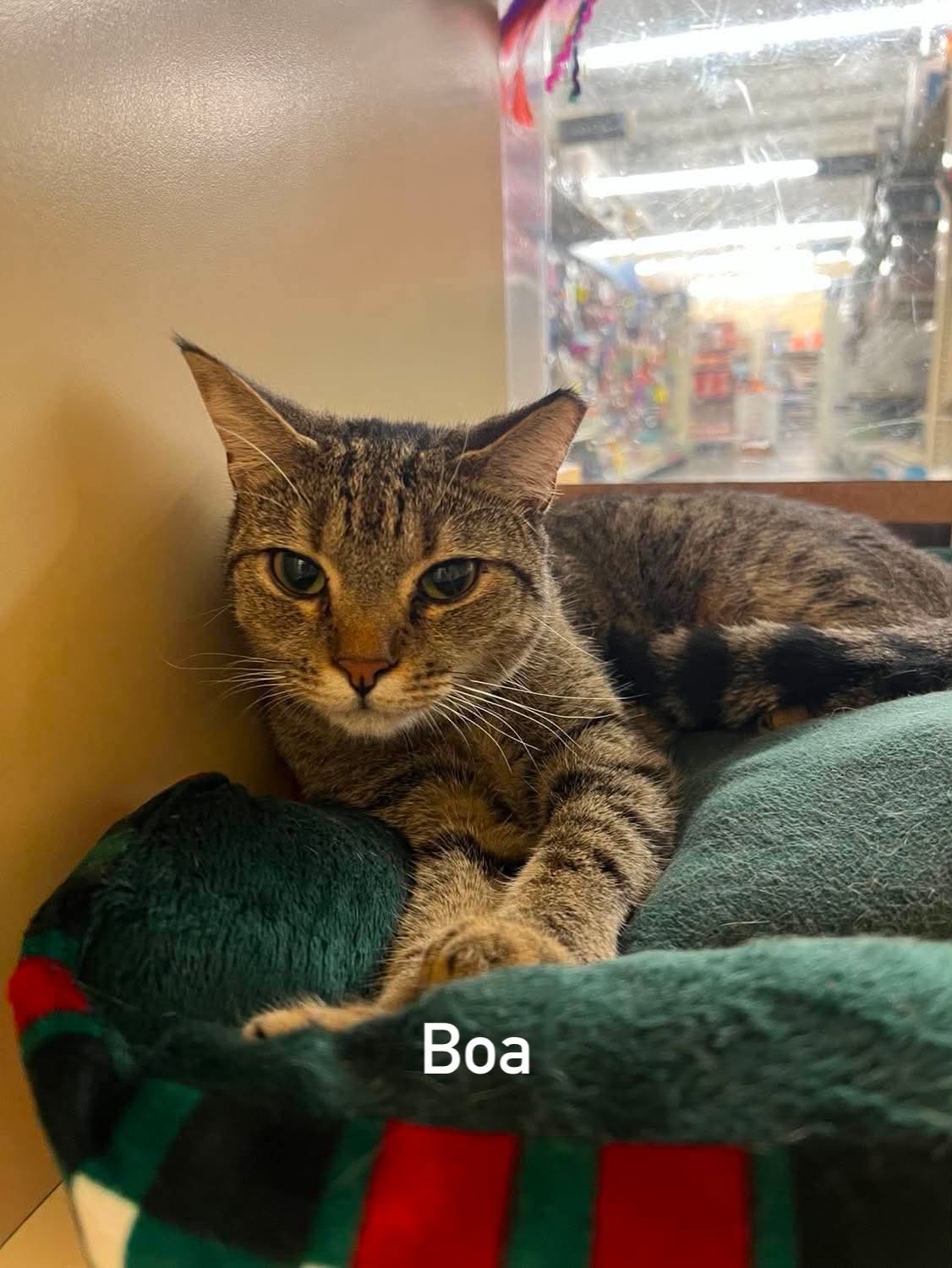 Boa
