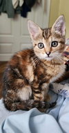 Kira - Photo 7