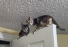 Kira - Photo 8