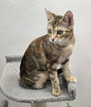 Kira - Photo 4