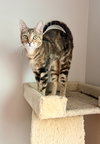Kira - Photo 2