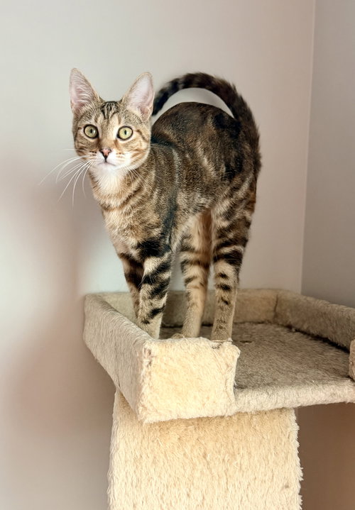 KIRA - Domestic Short Hair available for adoption