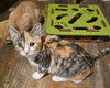 Pixel - Photo 2
