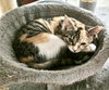Pixel - Photo 3