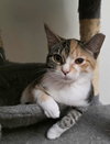 Pixel - Photo 1