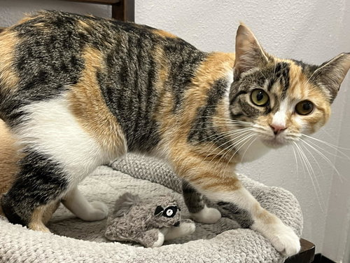 PIXEL - Domestic Short Hair available for adoption