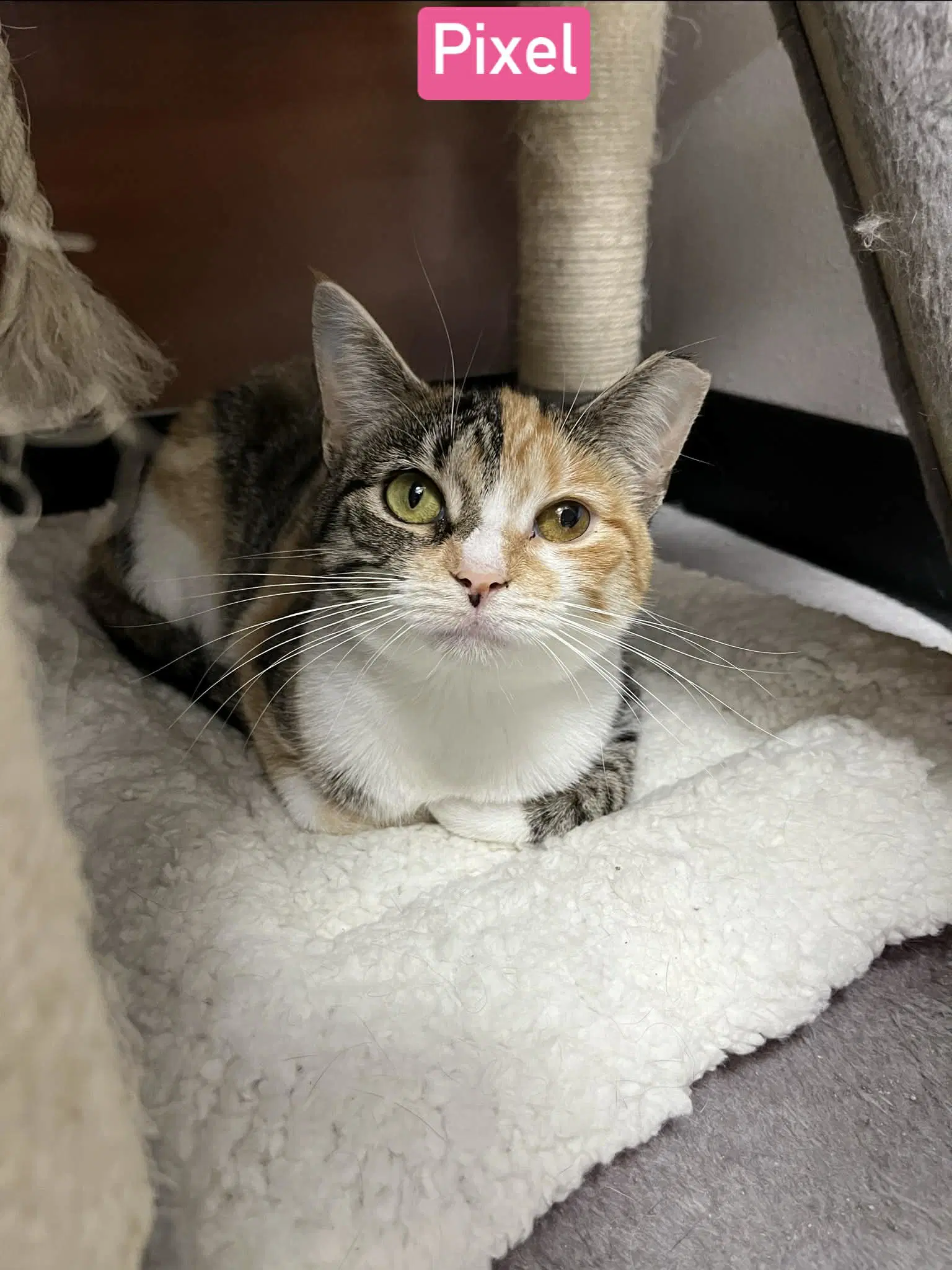 Pixel - Domestic Short Hair