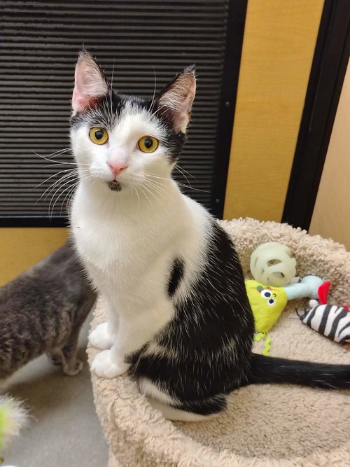 Gazelle, an adoptable Domestic Short Hair in Camden, SC