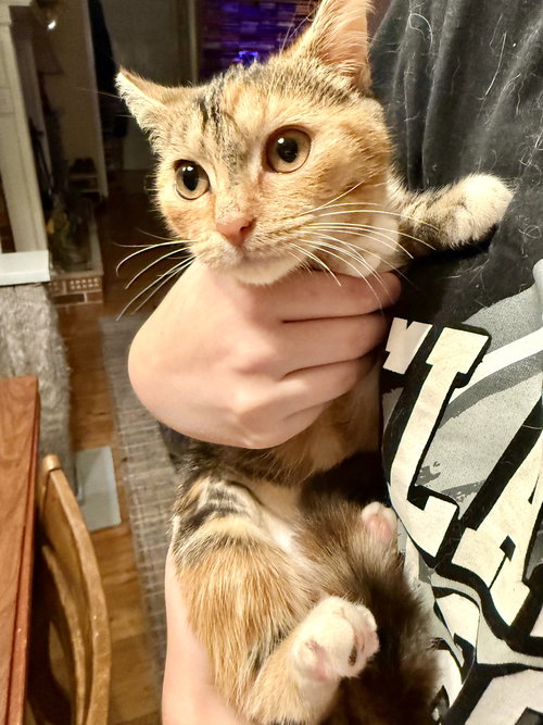 STAINED GLASS - Domestic Short Hair available for adoption