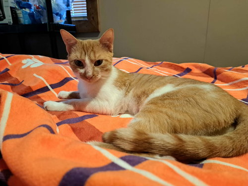 NEOSPORIN - Domestic Short Hair available for adoption