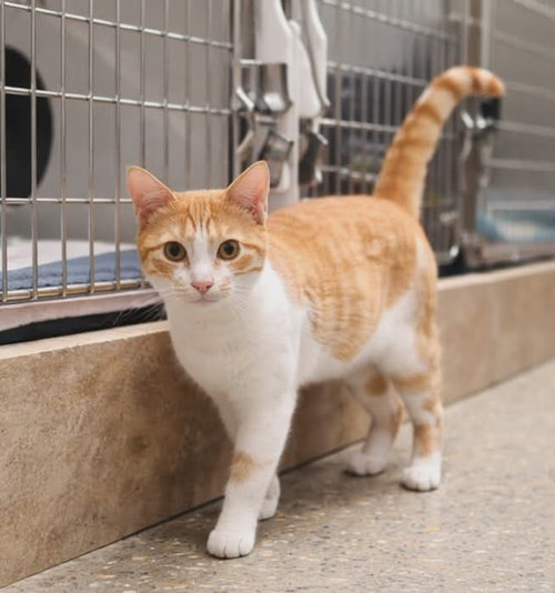 Neosporin, Domestic Short Hair, cat for adoption in Sumter, South Carolina