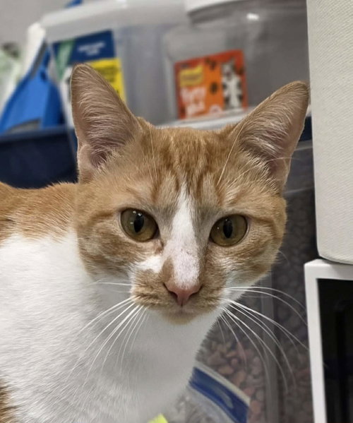 NEOSPORIN - Domestic Short Hair available for adoption