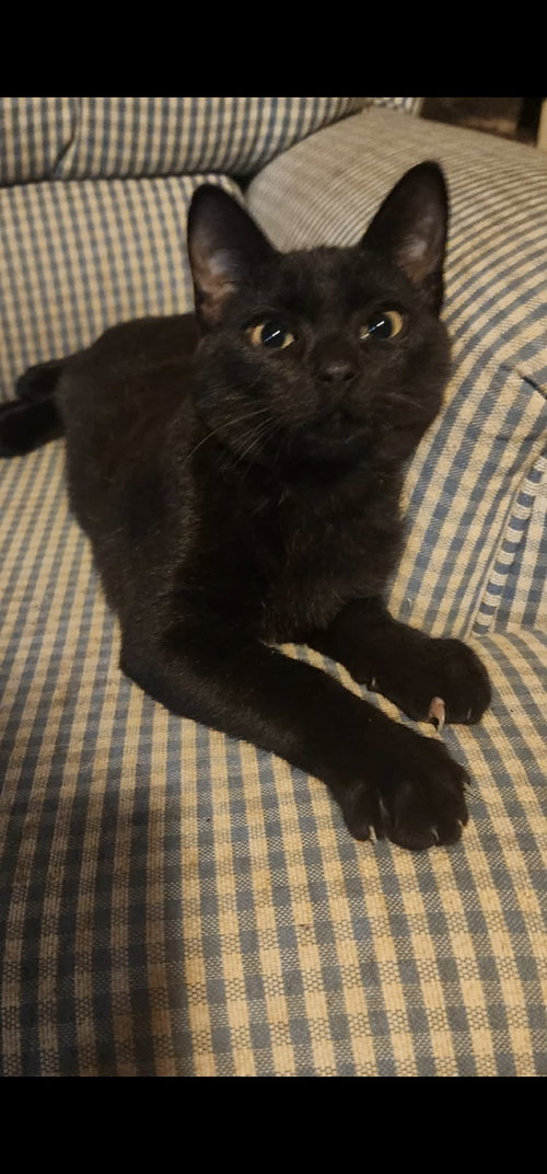 Mayfield, Domestic Short Hair, cat for adoption in Sumter, South Carolina