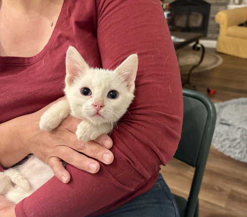HAAGEN-DAZS - Domestic Short Hair available for adoption