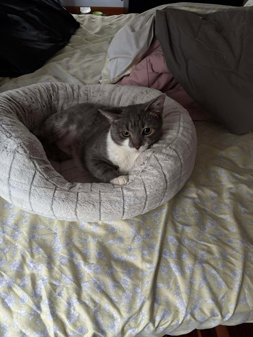 SALAD - Domestic Short Hair available for adoption