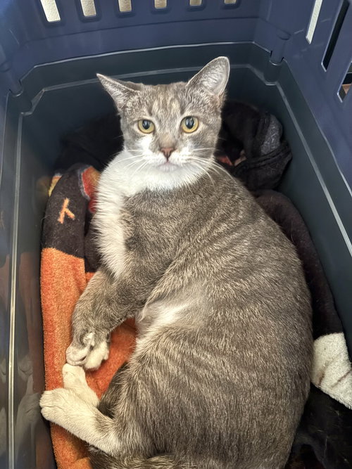 SALAD - Domestic Short Hair available for adoption