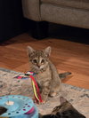 Sienna (Available for pre-adoption) - Photo 3