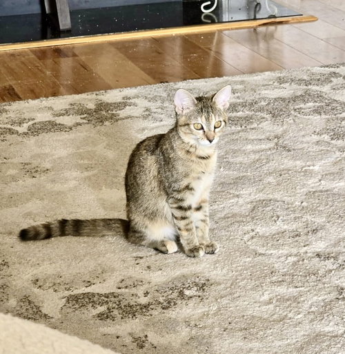 SIENNA (AVAILABLE FOR PRE-ADOPTION) - Domestic Short Hair available for adoption