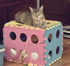 Sienna (Available for pre-adoption) - Photo 1