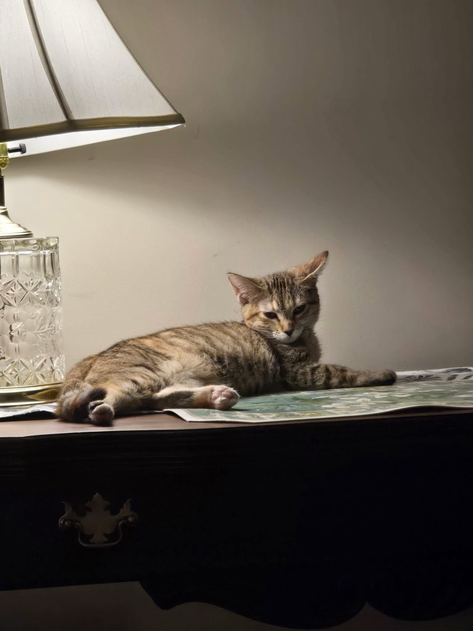 Sienna, photo 3