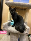 Nyala - Photo 2