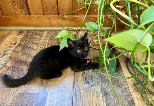 TURBULENCE - Domestic Short Hair available for adoption
