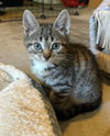 Mozzarella - Photo 3