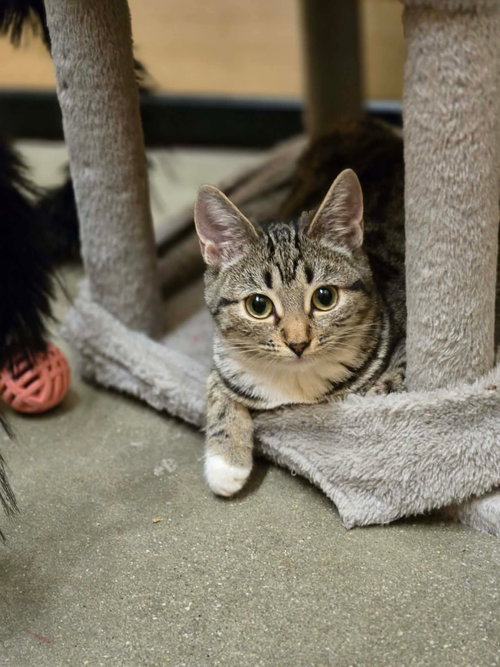 MOZZARELLA - Domestic Short Hair available for adoption