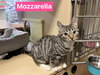 Mozzarella - Photo 1