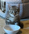 Ricotta - Photo 1