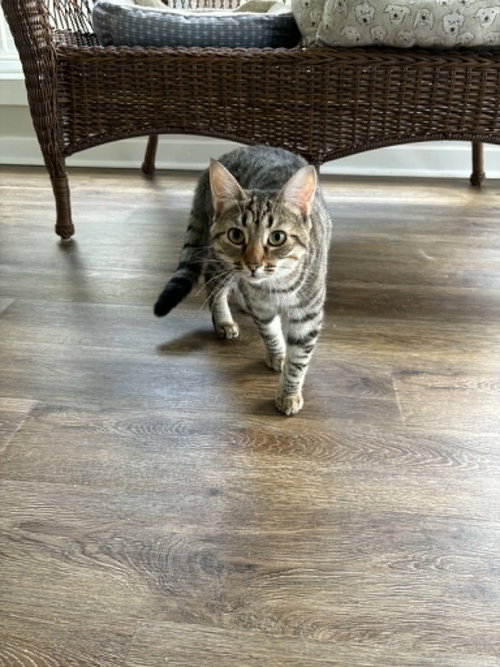 Ricotta, a cat for adoption from Cat Around Town Project