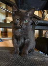 Parmesan - Photo 1