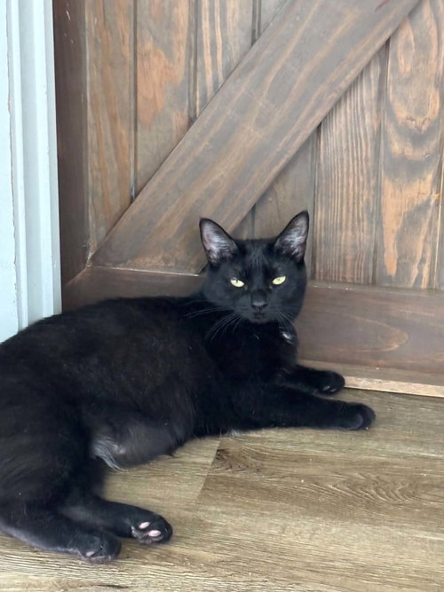 Parmesan, a cat for adoption from Cat Around Town Project