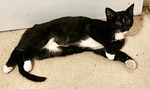 MITOCHONDRIA - Domestic Short Hair available for adoption