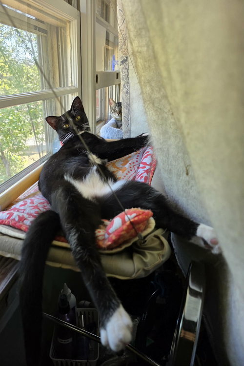 Mitochondria, Domestic Short Hair, cat for adoption in Sumter, South Carolina