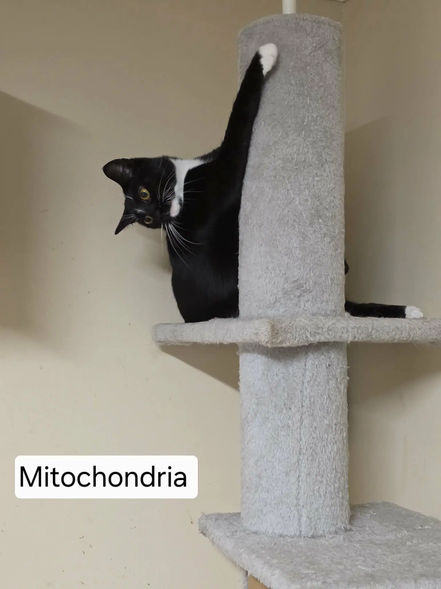 Mitochondria image 2