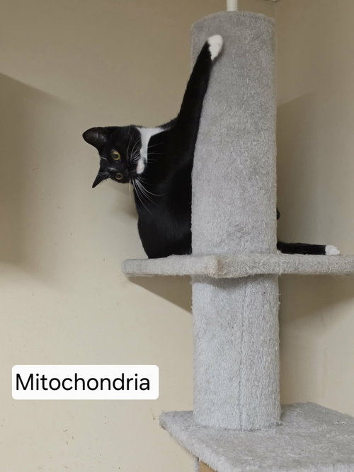 Photo 2 of Mitochondria
