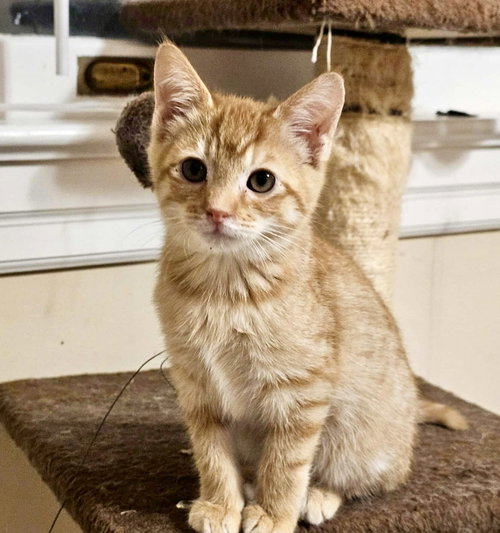 CYTOPLASM - Domestic Short Hair available for adoption