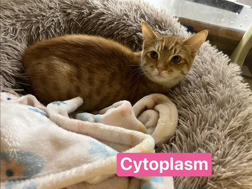 CYTOPLASM - Domestic Short Hair available for adoption
