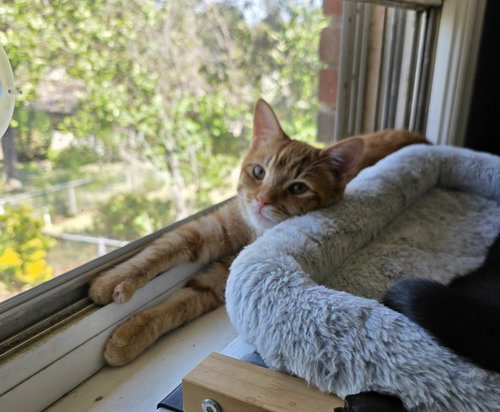 Cytoplasm, an adoptable Domestic Short Hair in Camden, SC