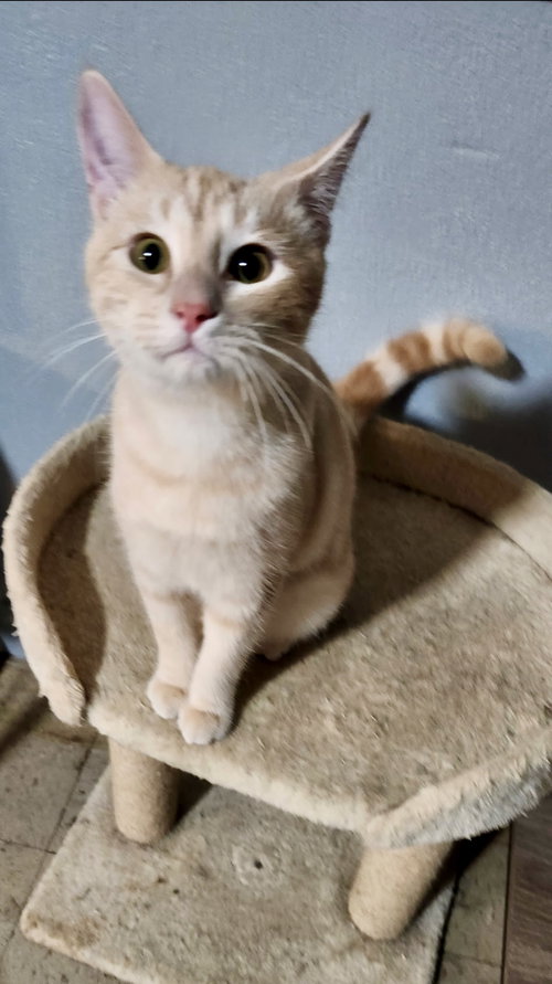 TWEEDLE DUM **BONDED WITH TWEEDLE DEE** - Domestic Short Hair available for adoption