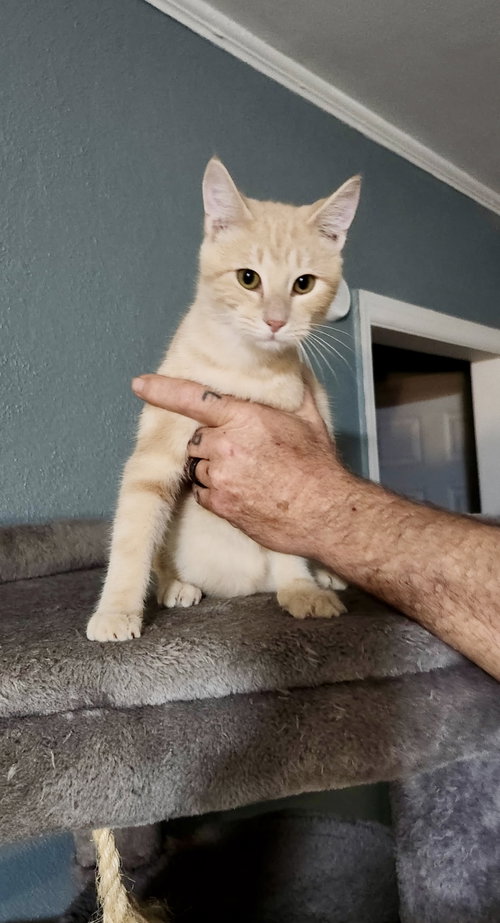 TWEEDLE DUM **BONDED WITH TWEEDLE DEE** - Domestic Short Hair available for adoption