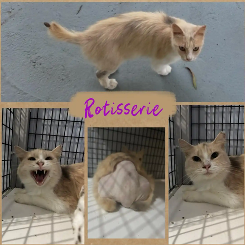 ROTISSERIE - Domestic Long Hair available for adoption