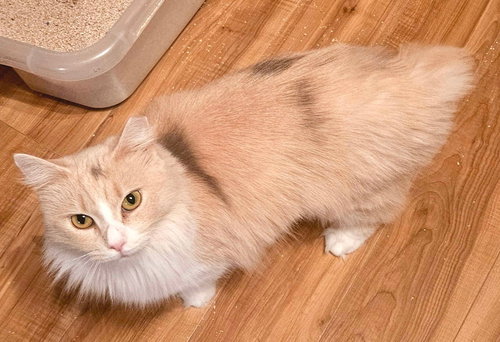 ROTISSERIE - Domestic Long Hair available for adoption