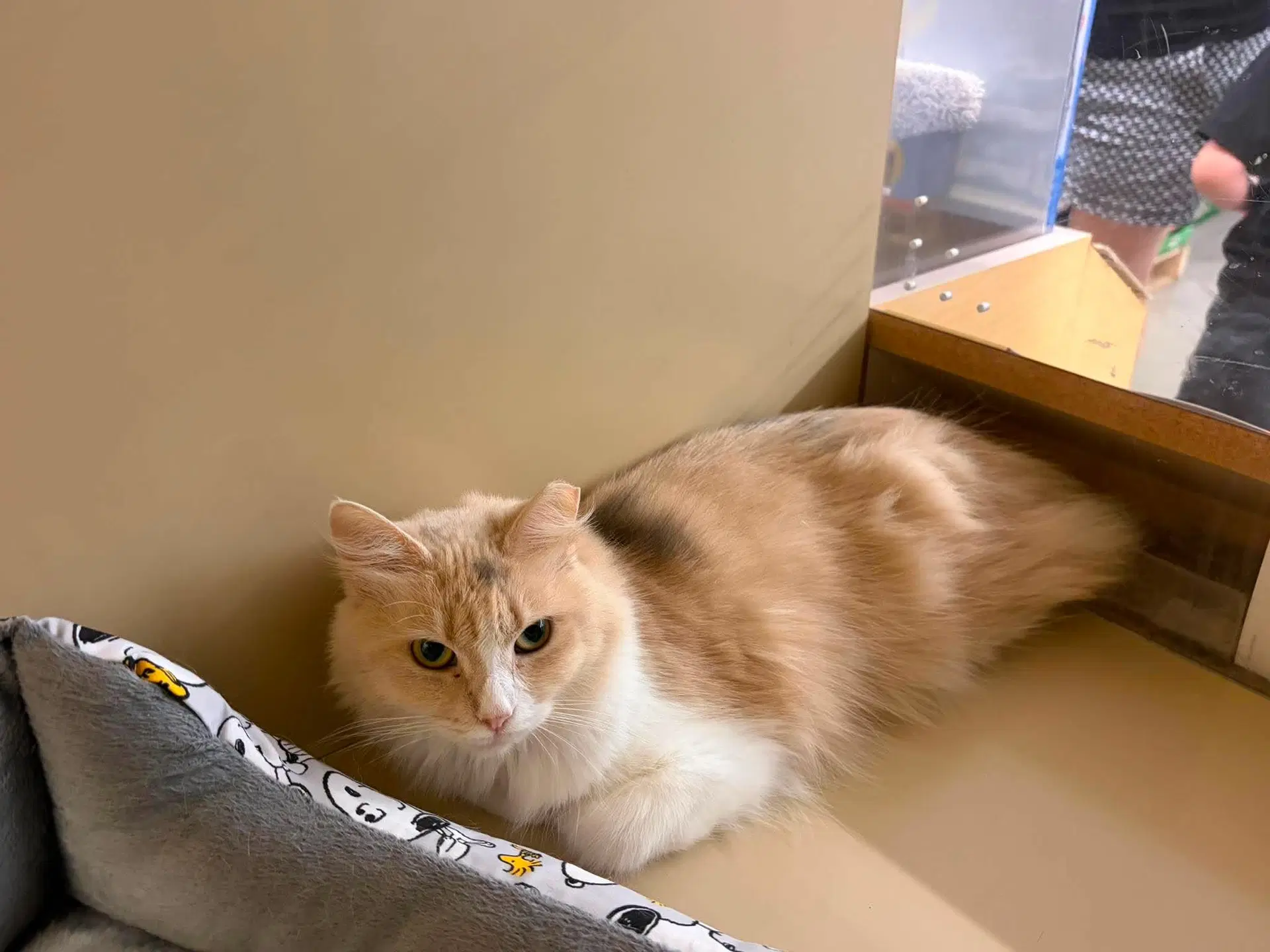Rotisserie - Domestic Long Hair