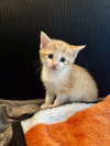 Figgy Pudding (Available for pre-adoption) - Photo 8