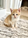 Figgy Pudding (Available for pre-adoption) - Photo 5